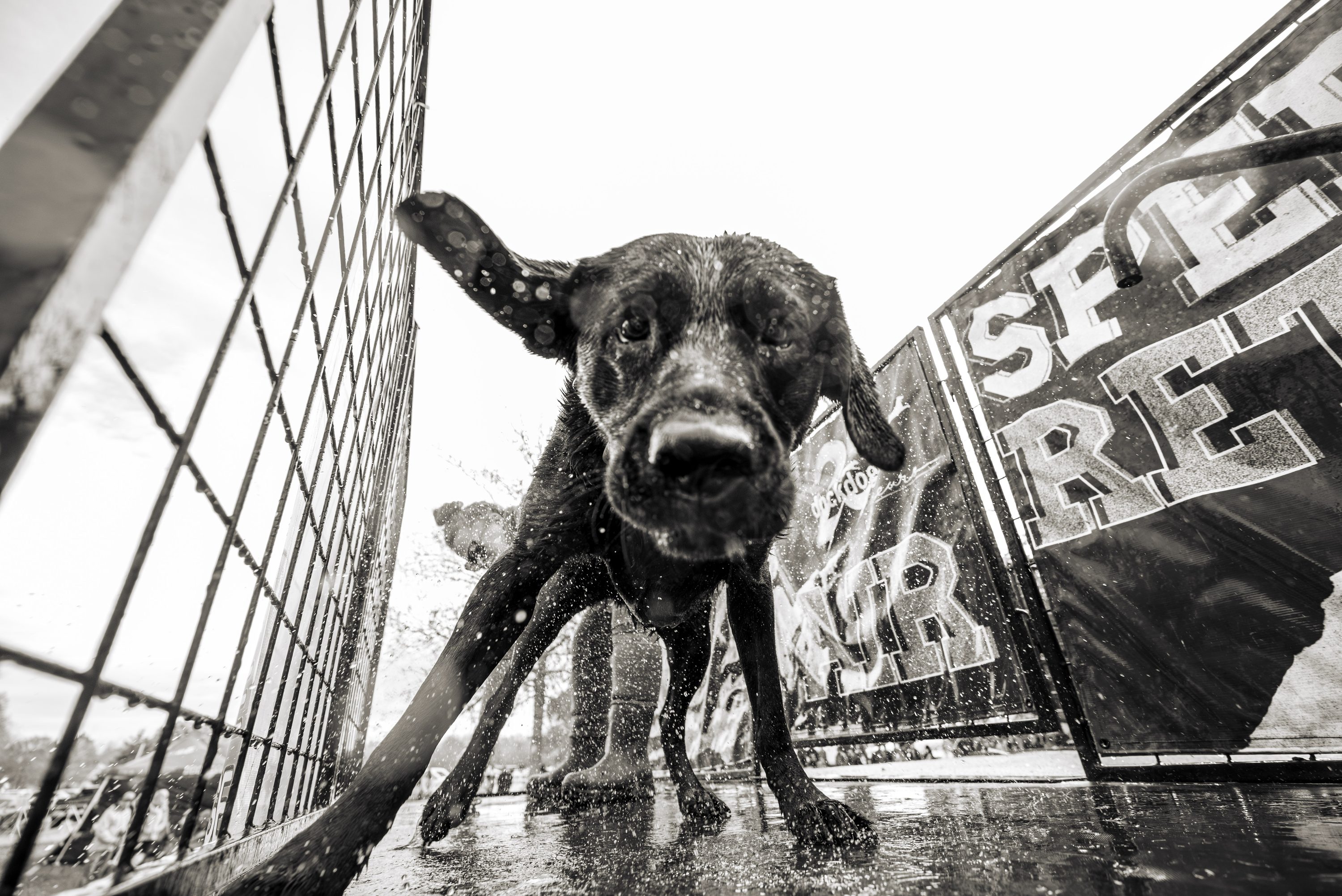 A dog wearing a bandana looks up amid festival-goers.
